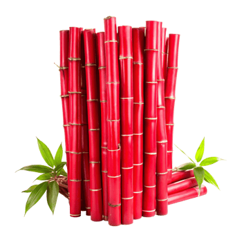 Vibrant Purple Bamboo Plant with Lush Green Leaves png