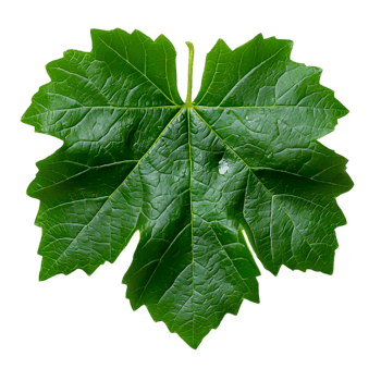 Green Leaf with Veins and Texture png