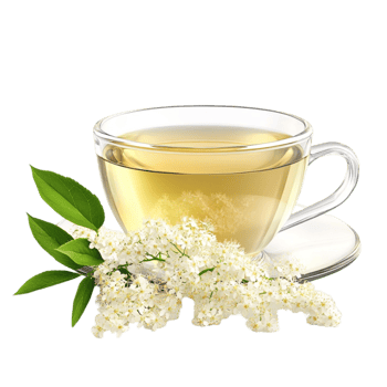 Lilac Flower And Leaves and Cup of Tea on Transparent Background png