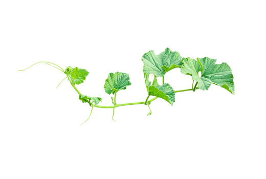branch of a plant, green gourd plant vine isolated, a green plant with leaves on it, a gourd plant with green leaves on a transparent background, green leaves, ,green sprout, ivy leaves isolated png