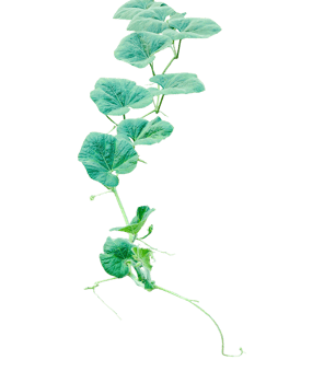 A hanging gourd plant isolated, a gourd plant branch with green leaves on a transparent background, png