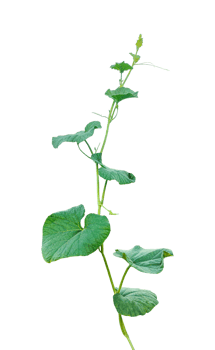 branch of a plant, green gourd plant vine isolated, a green plant with leaves on it, a gourd plant with green leaves on a transparent background, green leaves, ,green sprout, ivy leaves isolated png