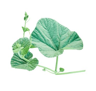 branch of a plant, green gourd plant vine isolated, a green plant with leaves on it, a gourd plant with green leaves on a transparent background, green leaves, ,green sprout, ivy leaves isolated png