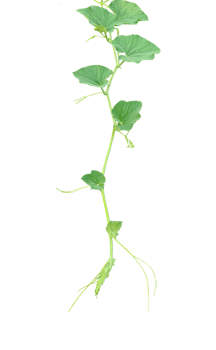 a gourd vine with green leaves and leaves on it, a gourd plant branch with green leaves on a transparent background, png