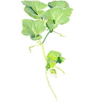 branch of a plant, green gourd plant vine isolated, a green plant with leaves on it, a gourd plant with green leaves on a transparent background, green leaves, ,green sprout, ivy leaves isolated png