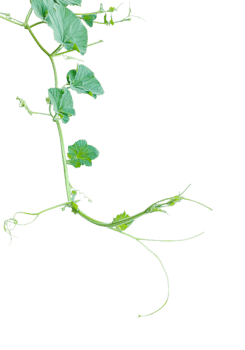 a gourd vine with green leaves and leaves on it, a gourd plant branch with green leaves on a transparent background, png