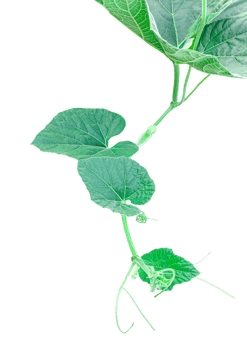 A hanging gourd plant isolated, a gourd plant branch with green leaves on a transparent background, png
