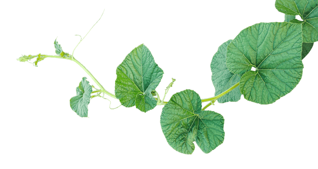 branch of a plant, green gourd plant vine isolated, a green plant with leaves on it, a gourd plant with green leaves on a transparent background, green leaves, ,green sprout, ivy leaves isolated png