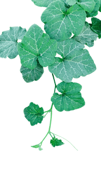 a green plant of pumpkin with leaves and branch, a green pumpkin leaves leaves on transparent background, close up photograph of pumpkin leave vine png