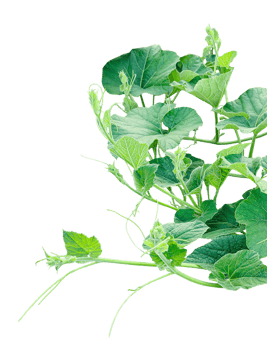 a gourd vine with green leaves isolated on background, ,branch of a tree, a plant bush with green leaves on it, a gourd plant with green leaves on a transparent background, a gourd vine with gree png