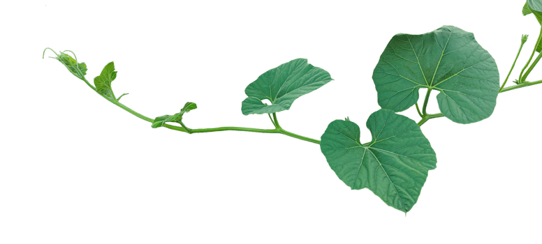 branch of a plant, green gourd plant vine isolated, a green plant with leaves on it, a gourd plant with green leaves on a transparent background, green leaves, ,green sprout, ivy leaves isolated png