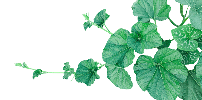 branch of a plant, green gourd plant vine isolated, a green plant with leaves on it, a gourd plant with green leaves on a transparent background, green leaves, ,green sprout, ivy leaves isolated png