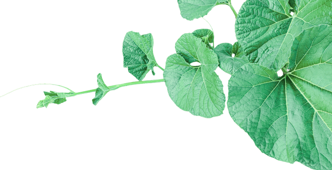 branch of a plant, green gourd plant vine isolated, a green plant with leaves on it, a gourd plant with green leaves on a transparent background, green leaves, ,green sprout, ivy leaves isolated png