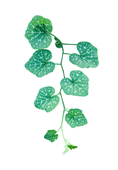 a green plant of pumpkin with leaves and branch, a green pumpkin leaves leaves on transparent background, close up photograph of pumpkin leave vine png