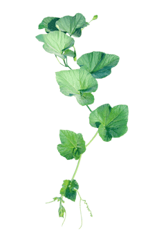 a gourd vine with green leaves and leaves on it, a gourd plant branch with green leaves on a transparent background, png