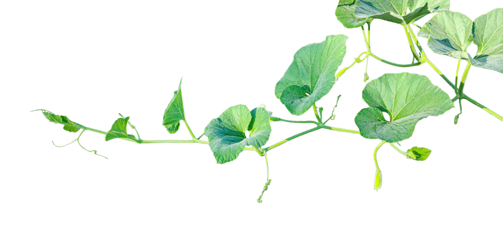 branch of a plant, green gourd plant vine isolated, a green plant with leaves on it, a gourd plant with green leaves on a transparent background, green leaves, ,green sprout, ivy leaves isolated png