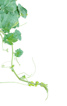 green vine leaves photography, a gourd vine with green leaves and leaves on it, a gourd plant branch with green leaves on a transparent background, png