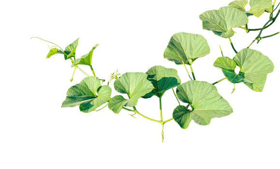 branch of a plant, green gourd plant vine isolated, a green plant with leaves on it, a gourd plant with green leaves on a transparent background, green leaves, ,green sprout, ivy leaves isolated png