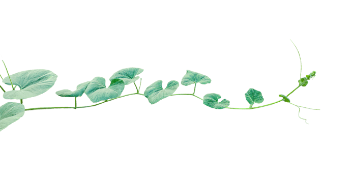 branch of a plant, green gourd plant vine isolated, a green plant with leaves on it, a gourd plant with green leaves on a transparent background, green leaves, ,green sprout, ivy leaves isolated png