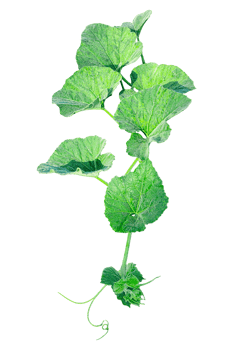 branch of a plant, green gourd plant vine isolated, a green plant with leaves on it, a gourd plant with green leaves on a transparent background, green leaves, ,green sprout, ivy leaves isolated png
