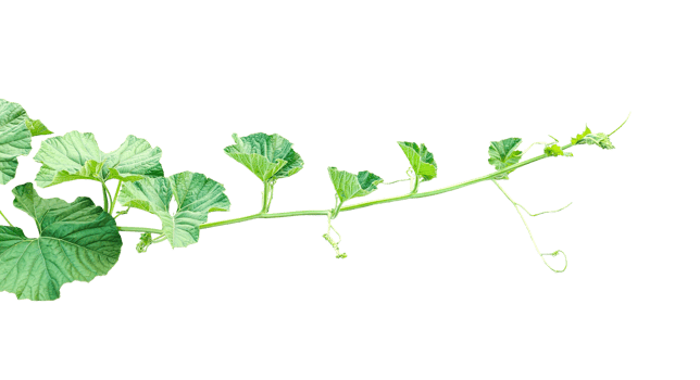 branch of a plant, green gourd plant vine isolated, a green plant with leaves on it, a gourd plant with green leaves on a transparent background, green leaves, ,green sprout, ivy leaves isolated png
