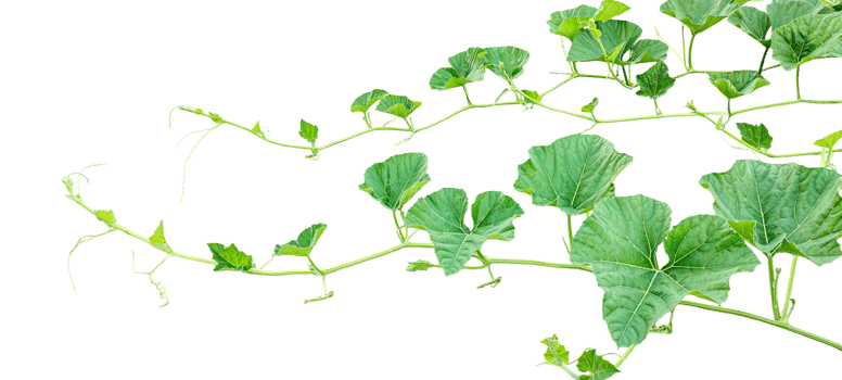 a plant bush with green leaves on it, a gourd plant with green leaves on a transparent background, a gourd vine with green leaves isolated on , png