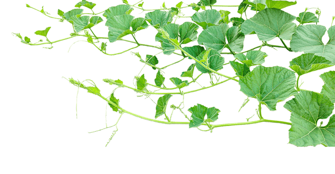 a gourd vine with green leaves isolated on background, ,branch of a tree, a plant bush with green leaves on it, a gourd plant with green leaves on a transparent background, a gourd vine with gree png