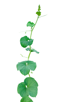 branch of a plant, green gourd plant vine isolated, a green plant with leaves on it, a gourd plant with green leaves on a transparent background, green leaves, ,green sprout, ivy leaves isolated png