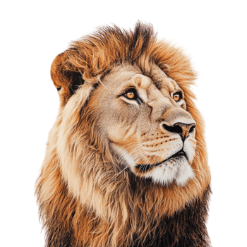 Lion Standing on Transparent png