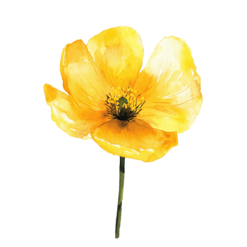 A vibrant yellow flower illustration, capturing the essence of nature's beauty and elegance. Perfect for art and decor projects. png