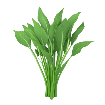 Fresh green plant leaves arranged in a neat bunch, ideal for culinary or decorative purposes. png