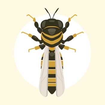 insect bee insect vector