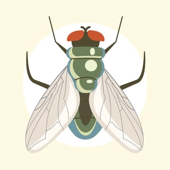 fly insect illustration vector