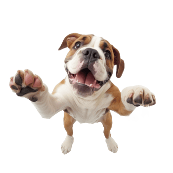 a dog is standing on its hind legs with its paws up png
