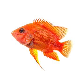 red jewel cichlid fish isolated on a transparent background png