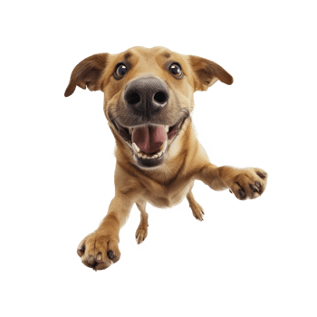 a dog is flying in the air with its mouth open png