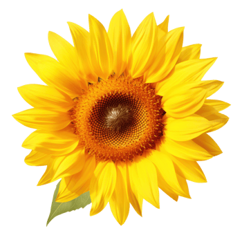 sunflower clipart isolate on transparent background png