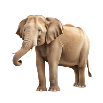 animal, asian elephant, realistic, transparent background png