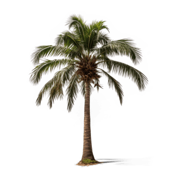 a palm tree on a transparent background png