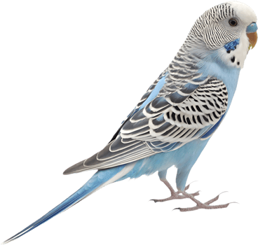 Unique Budgerigar clipart with bright colors and details. . png