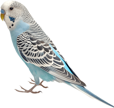 Detailed and bright Budgerigar clipart for creative projects. . png