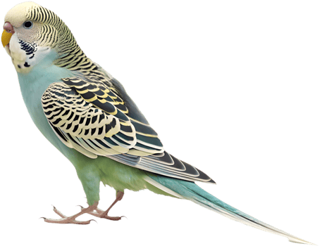 Charming Budgerigar clipart with vibrant and detailed feathers. . png