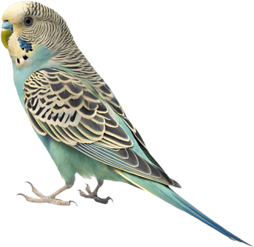 Colorful Budgerigar clipart featuring unique feathers and charm. . png