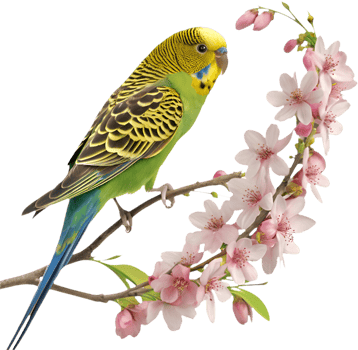 Beautiful Budgerigar clipart with vibrant feathers and charm. . png