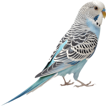 Bright Budgerigar clipart showcasing charming and colorful feathers. . png