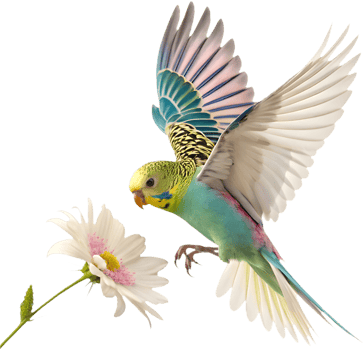 Bright and vibrant Budgerigar clipart with charming features. . png
