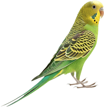 Colorful Budgerigar clipart with unique charm and details. . png