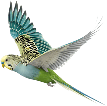 Bright and detailed Budgerigar clipart showcasing vibrant charm. . png