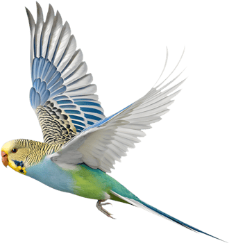 Detailed and bright Budgerigar clipart with colorful feathers. . png