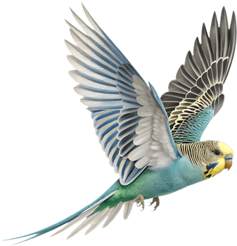 Beautiful Budgerigar clipart with bright colors and details. . png